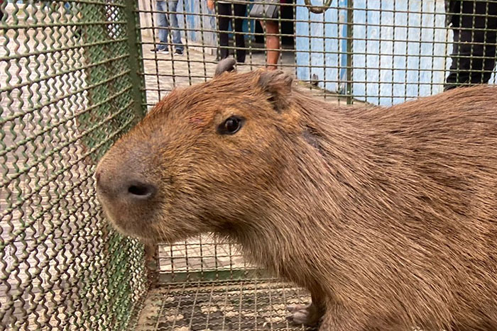 PM resgata capivara no Fórum de Taubaté, Vale do Paraíba e Região